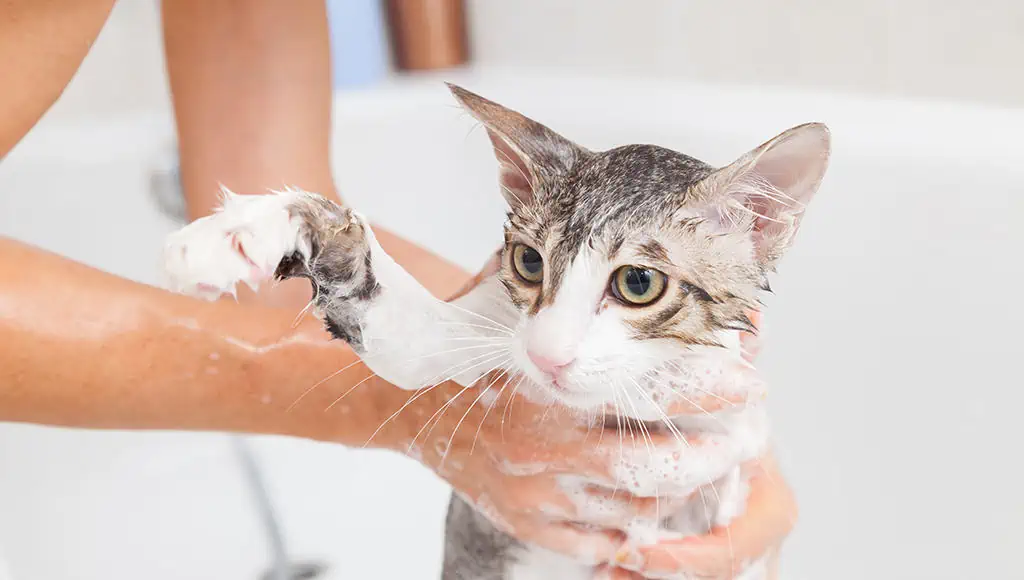 Dalin Şampuanıyla Kedi Yıkanır Mı? Bilmeniz Gerekenler