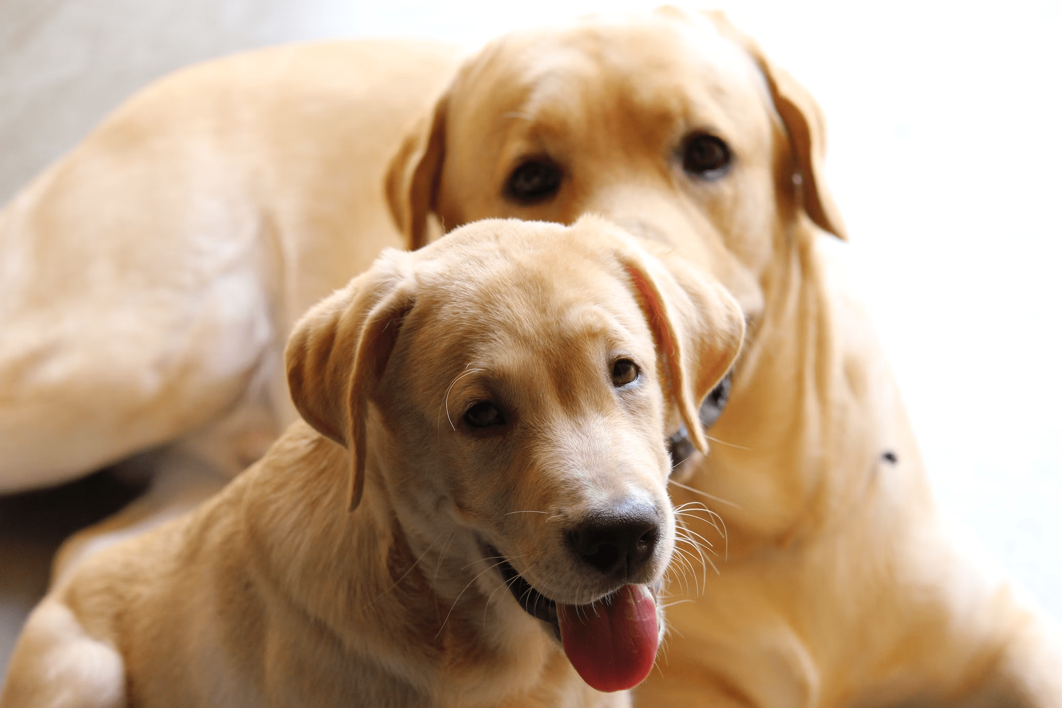 En Sadık Köpek Cinsi Labrador Retriever: Irk Profili ve Bakımı