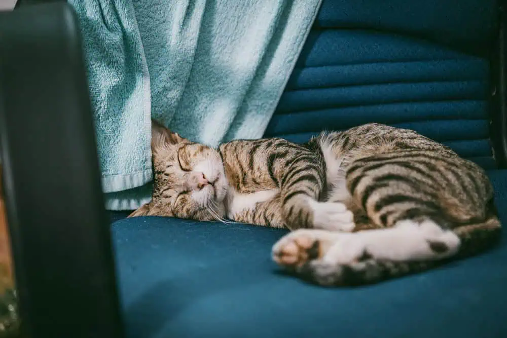 Kediler Rüya Görür mü? Kedilerin Zihnini Keşfedin!