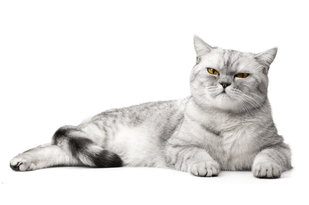 Kedilerin Asla Sevmediği ve Nefret Ettiği 12 Davranış: Bilmeniz Gerekenler