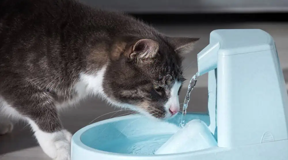Kedilerin Su İçme Alışkanlıkları ve Beslenme İpuçları