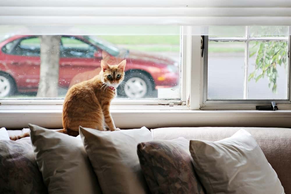Kedilerin Yalnızlık Toleransı: Evde Tek Başlarına Kaç Gün Kalabilirler?
