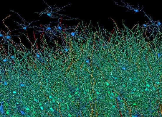 Google ve Hardvar Üniversitesi, insan beyninin detaylı haritasını çıkardı