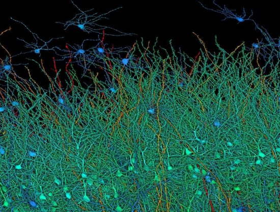 Google ve Harvard Üniversitesi, İnsan Beyninin Detaylı Haritasını Çıkardı