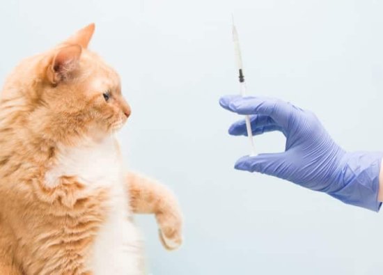2024 Kedi Aşı Takvimi ve Aşı Fiyatları