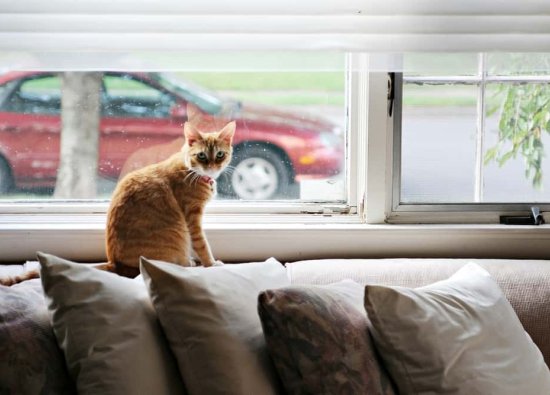 Kediler Evde Tek Başlarına Ne Kadar Kalabilir?