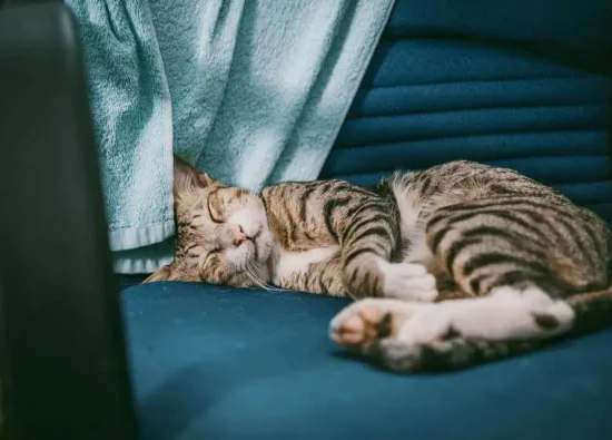 Kediler Rüya Görür mü? Kedilerin Zihnini Keşfedin!