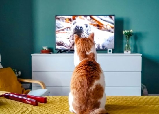 Kediler Televizyon İzler mi?