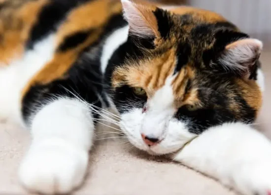 Kedilerde İdrar Yolu Tıkanıklığı Nedenleri ve Tedavisi