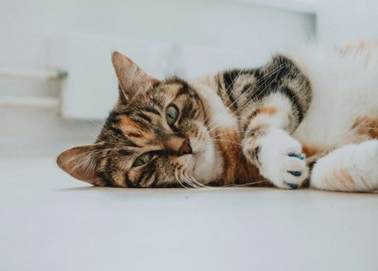 Kedilerde Yoğurma Hareketi: Nedenler ve Anlamı