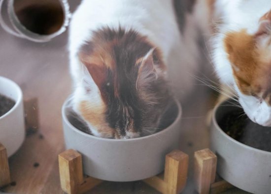 Kedilere Et ve Kemik Suyu Verilir mi?