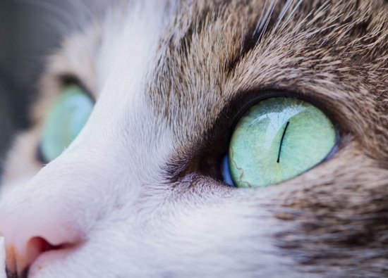 Kedilerin Göz Rengi Ne Zaman Belli Olur?