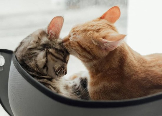 Kedilerin Hijyen Davranışları: Neden Birbirlerini Temizlerler?