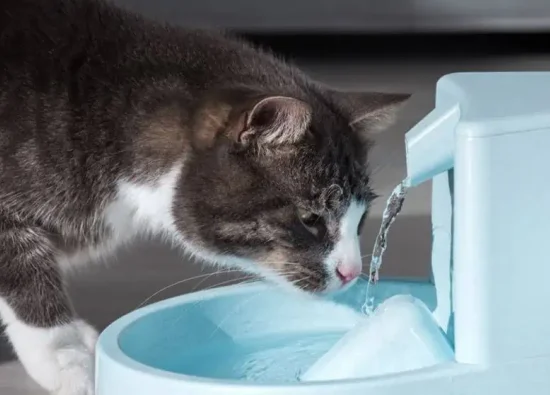 Kedilerin Su İçme Alışkanlıkları ve Beslenme İpuçları