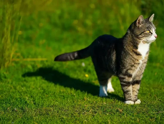 Kediler Neden Kuyruk Sallar: Kuyruk Hareketlerinin Ardındaki Sırlar