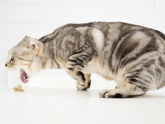 Kedilerde Gastrit Nedenleri ve Tedavisi