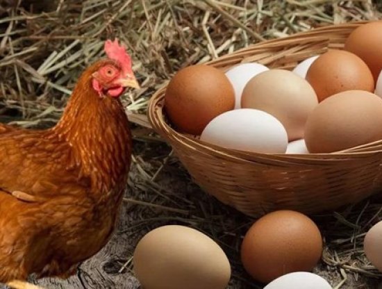 Yumurta Bollaştı, Tavuk Fiyatı İkiye Katlandı