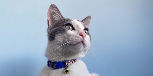 Kedi Pire Tasması Nedir ve Nasıl Kullanılır? - En Etkili Yöntemler ve İpuçları